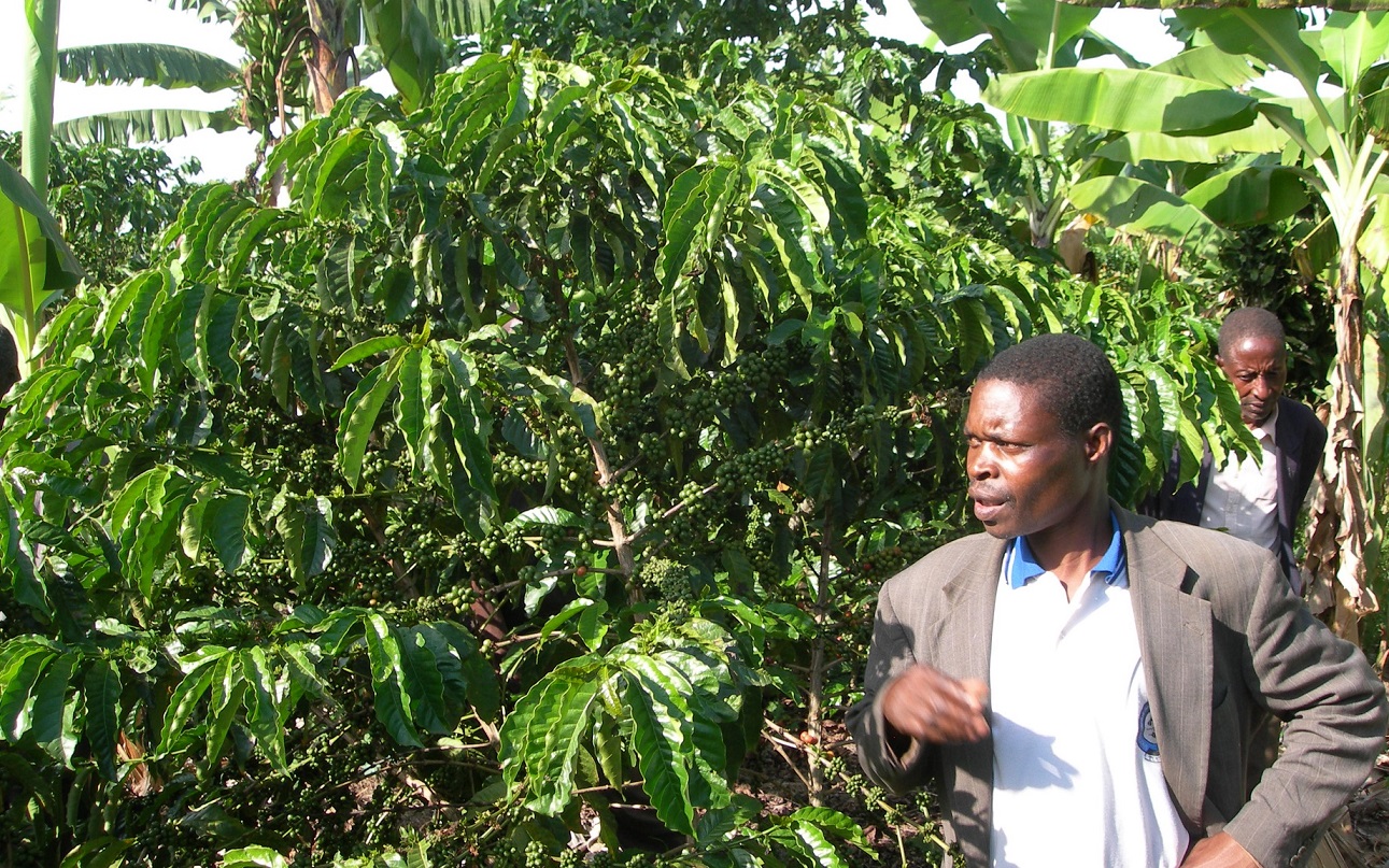 Farmer in Kolping village with 10 to 12 kg yield coffee bushedit