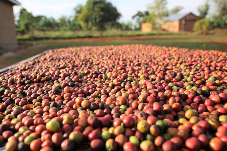 Kyaffe Coffee Briquette Seed Uno