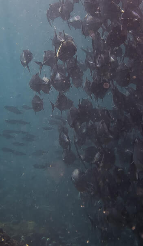 fish